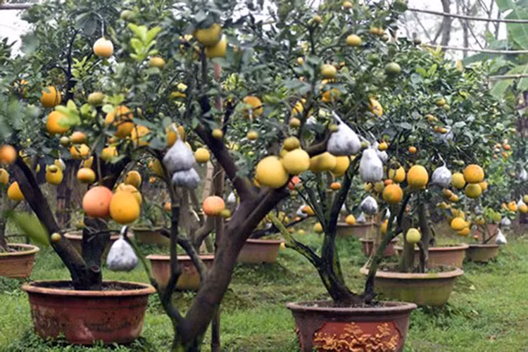 Ông Giáp cho biết, cây chọn ghép phải có thân to và bộ rễ chùm khỏe, thường là cây bưởi, cây cam sau đó đưa thêm các loại quả khác như phật thủ, quất… sao cho các loại quả chín đúng dịp Tết Nguyên Đán. (Ảnh: Dân Việt)