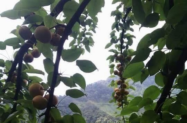 Hiện mận đỏ chưa chín rộ nhưng nhiều thương lái đã đến tận vườn để đặt mua với giá cao nhất lên đến 50.000 đồng/kg. Ảnh: Traicaydungmap.