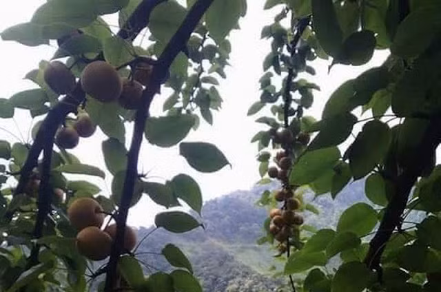 Hiện mận đỏ chưa chín rộ nhưng nhiều thương lái đã đến tận vườn để đặt mua với giá cao nhất lên đến 50.000 đồng/kg. Ảnh: Traicaydungmap.