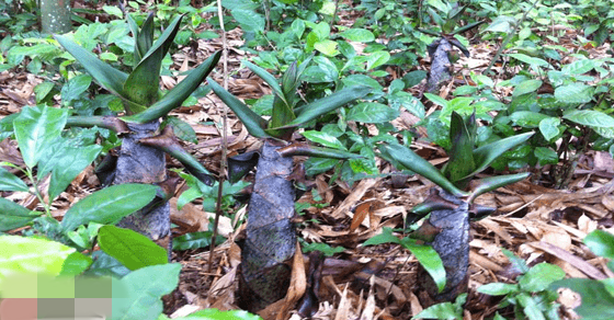 Mùa này, không khó để bắt gặp từng nhóm già trẻ, lớn bé rủ nhau lên rừng đào măng vầu. Ảnh: Amthuctaybac.