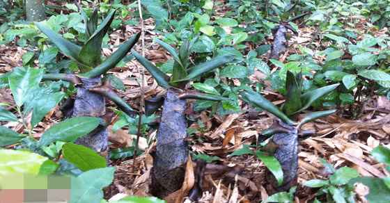 Mùa này, không khó để bắt gặp từng nhóm già trẻ, lớn bé rủ nhau lên rừng đào măng vầu. Ảnh: Amthuctaybac.