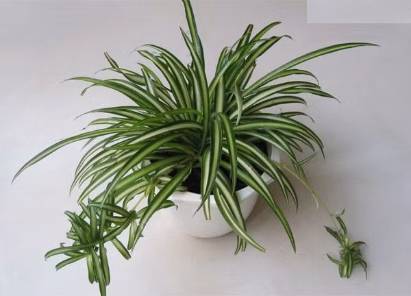 Cỏ lan chi là cây cảnh trong nhà phổ biến nhất. Cây có thể thích ứng với hầu hết điều kiện và chỉ cần tưới nước khi đất khô. Ảnh: Cayxanh68.