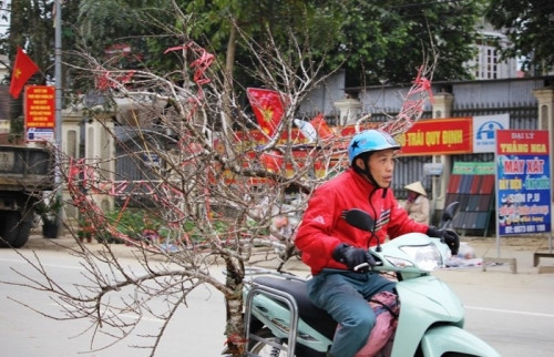 Giá đào đá năm nay tăng cao so với những năm trước, từ vài triệu đến vài chục triệu đồng. Ảnh: Nghean24h.