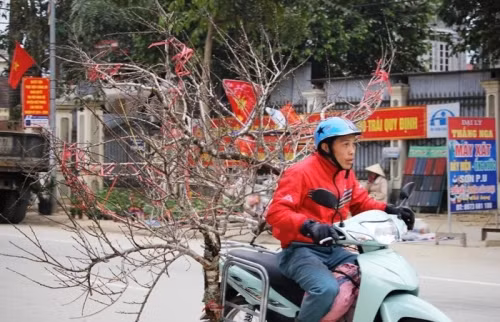 Giá đào đá năm nay tăng cao so với những năm trước, từ vài triệu đến vài chục triệu đồng. Ảnh: Nghean24h.