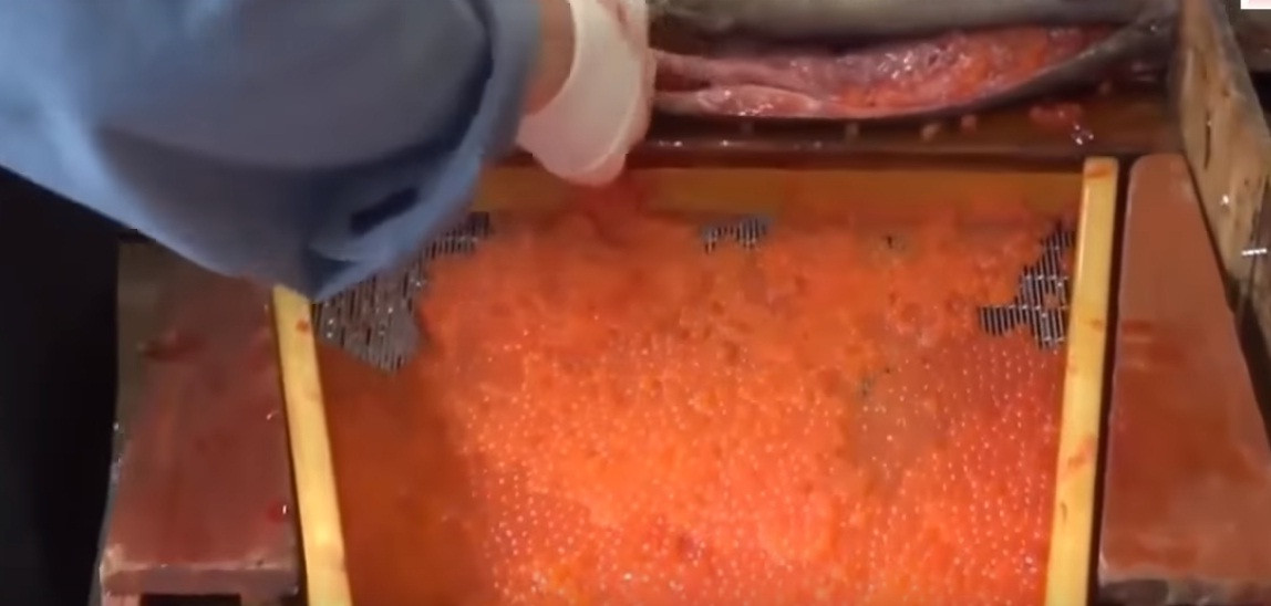 Trứng cá hồi được sàng lọc qua hai tầng thành từng quả trứng nhỏ.