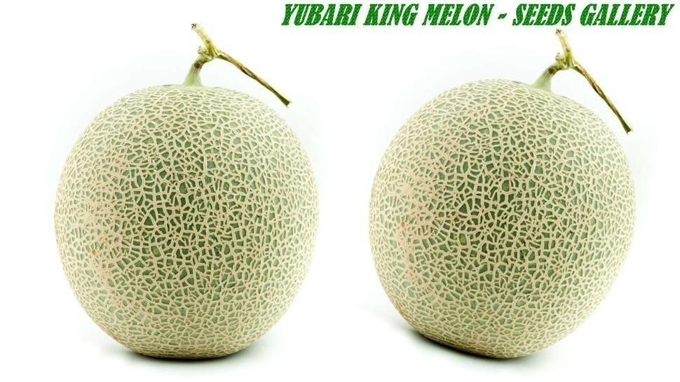 Đây là giống dưa nổi tiếng của vùng Hokkaido, Nhật Bản. Ảnh: Seeds Gallery.