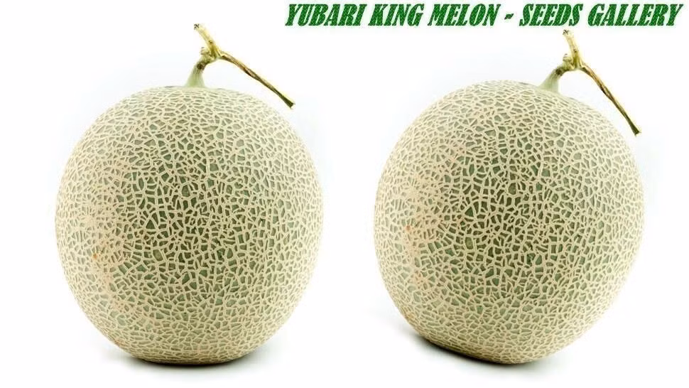 Đây là giống dưa nổi tiếng của vùng Hokkaido, Nhật Bản. Ảnh: Seeds Gallery.