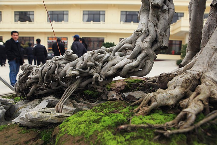 Phía sau cây ngai vàng có một thân phóng xuống tựa như một con rồng. Ảnh: Dân Việt.