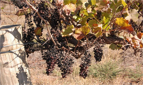 Nho được phơi liên tục tại nông trường dưới ánh nắng hè 40 độ C. Ảnh: Obwb.