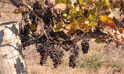 Nho được phơi liên tục tại nông trường dưới ánh nắng hè 40 độ C. Ảnh: Obwb.