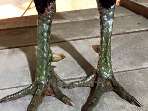 Một chú gà gọi chân chì thuộc hàng hiếm trong trại gà của Hoài Nam. Ảnh: Vietnamplus.