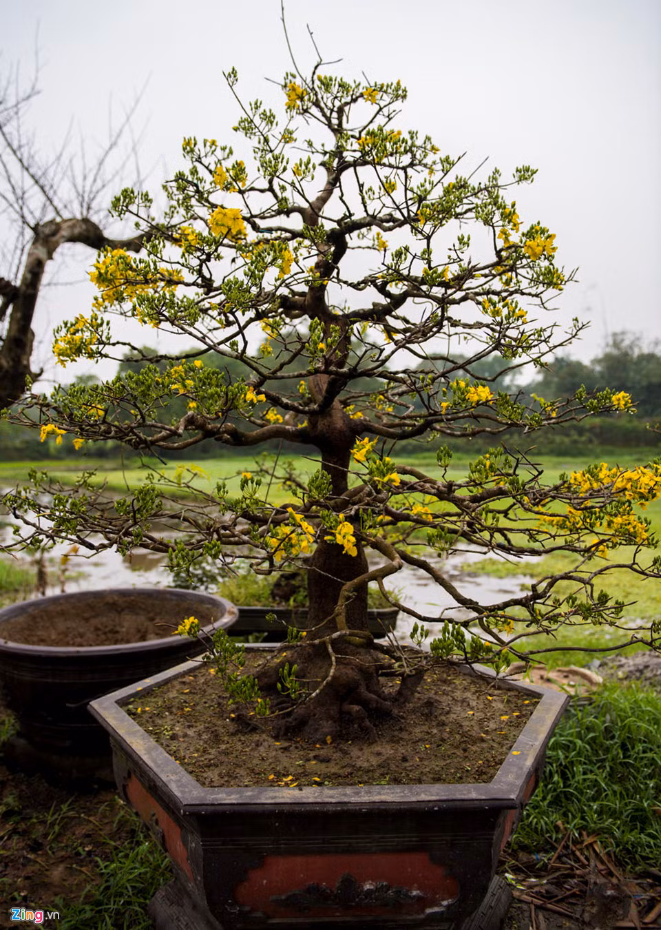 Một vườn mai khác ở xóm Gióng của anh Nguyễn Khoa Vui cũng được nhiều người biết. Anh là người đam mê loài hoa này cũng đã lâu năm.