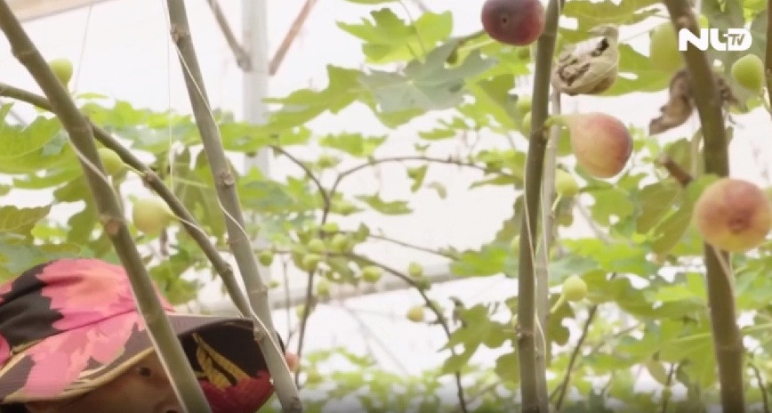 Cây sung Mỹ là cây ôn đới, có tên khoa học là Ficus carica, thuộc họ dâu tằm. Ảnh: NLĐ.