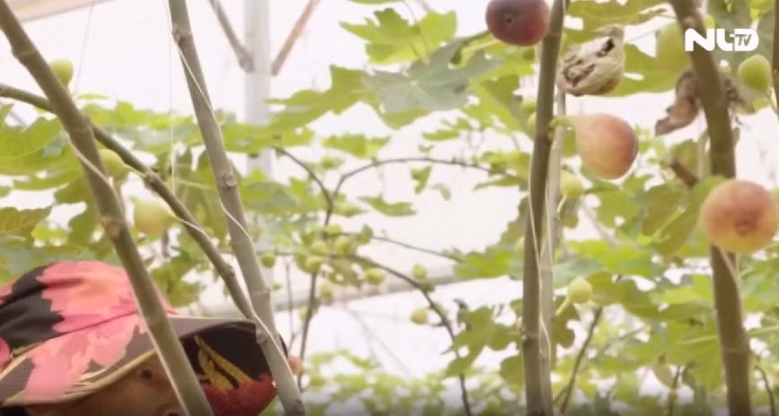 Cây sung Mỹ là cây ôn đới, có tên khoa học là Ficus carica, thuộc họ dâu tằm. Ảnh: NLĐ.