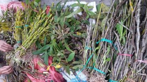 Theo người bán, giá các loại phong lan phụ thuộc vào độ quý hiếm của cây và độ đẹp của hoa. Ảnh: Danang.