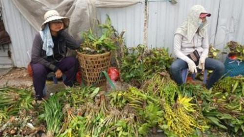 Chỉ khoảng vài chục người bán nhưng chợ lan thu hút rất đông người mua. Ảnh: Danang.