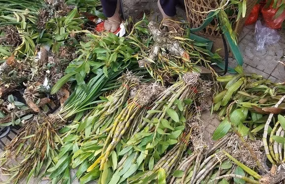 Điểm đặc biệt của chợ lan rừng Đà Nẵng là người bán bán theo kg, theo chùm, theo bó chứ không bán riêng lẻ. Ảnh: Em đẹp.