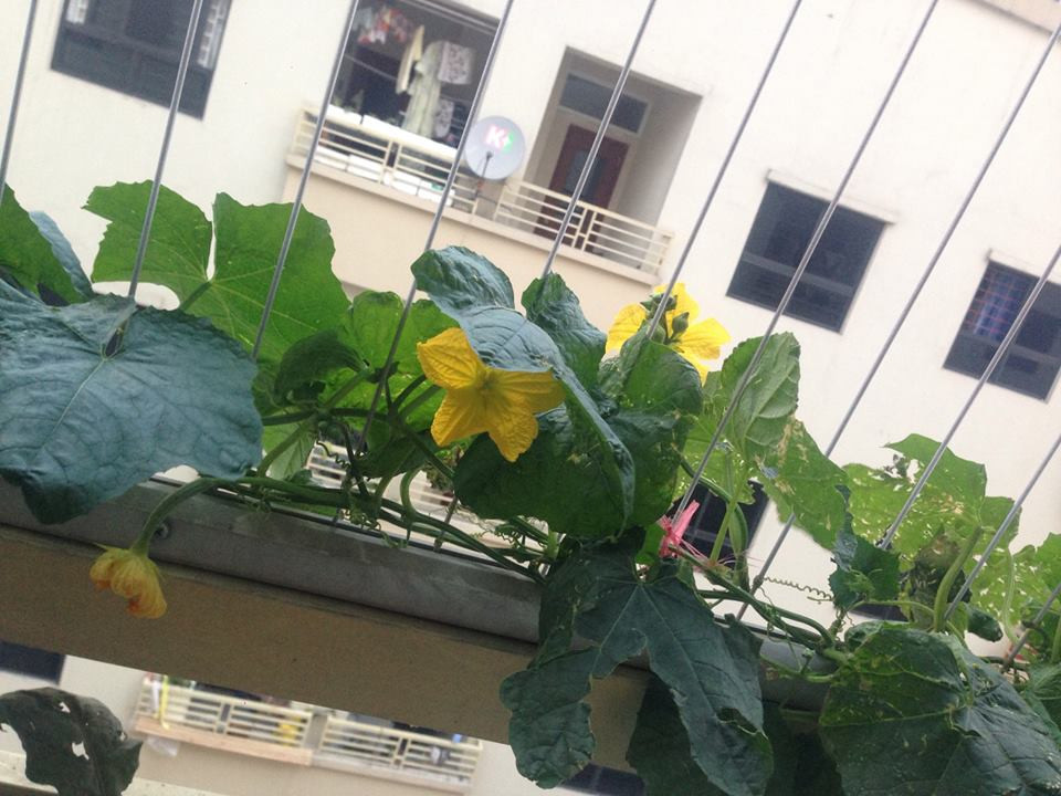 Mướp có sức sống mạnh và lớn nhanh. Chỉ cần một chậu đất và một giàn leo nhỏ là đủ để cây cho quả. Ảnh: FB Dieu Huong.
