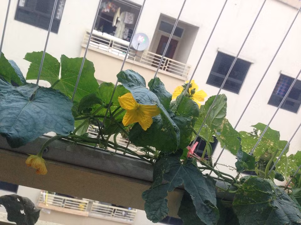 Mướp có sức sống mạnh và lớn nhanh. Chỉ cần một chậu đất và một giàn leo nhỏ là đủ để cây cho quả. Ảnh: FB Dieu Huong.