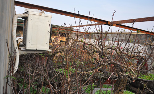 Chiếc điều hòa được anh Hàm lắp để chăm đào tại vườn của gia đình. Chiếc điều hòa được anh Hàm lắp để chăm đào tại vườn của gia đình.