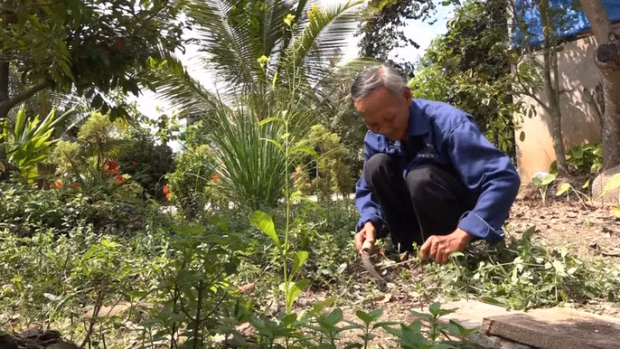 Làm sách cỏ vườn để chuẩn bị đón Tết