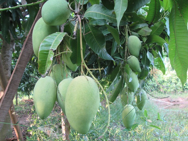 Xoài cát Hòa Lộc có thể ra trái sau khi trồng khoảng 24 tháng. Ảnh: Cayantrai.