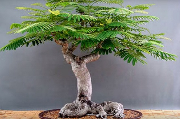Chậu bonsai được nhiều người đánh giá cao ở bộ rễ khủng. Ảnh: Nongy.