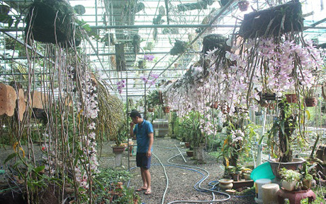 Lan hoàng thảo vôi có mùi rất thơm khi đón được ánh nắng. Vì thế tới mùa hoa nở khá nhiều khách hàng ấn tượng về loại lan này tìm tới vườn lan của anh Nguyễn Thế Bắc.