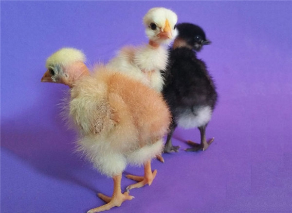 Anh Minh Hồng (ở thị xã Dĩ An, Bình Dương) - chủ một shop kinh doanh gà cảnh đang cung cấp gà cổ trụi trên cả nước với giá 800.000 đồng/con 1- 2 tháng tuổi. Ảnh: Dân Việt.