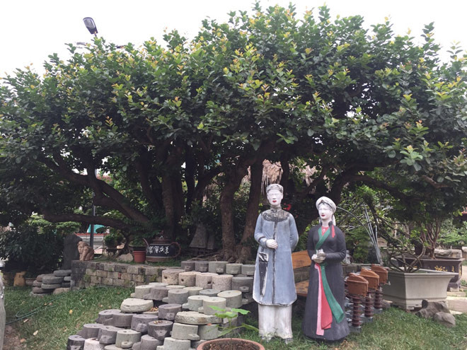 Cây trâm vối của ông Nguyễn Văn Ngọ (Thạch Thất, Hà Nội) được xem là siêu cây cảnh độc nhất vô nhị tại Việt Nam với dáng “quần long hội tụ”. Ảnh: Dân Việt.