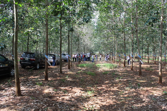 Trong đó, lĩnh vực hoạt động của Tập đoàn Hoàng Anh Gia Lai tại Lào được nhắc đến nhiều nhất có lẽ là dự án phát triển nông nghiệp với tổng diện tích canh tác gần 50.000 ha. Ảnh: HAGL Group.