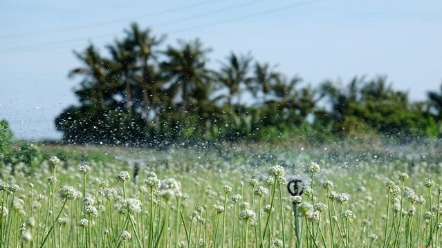 Trong khi đó, nếu đến Lý Sơn (Quảng Ngãi) đúng mùa hoa hành, du khách như được đắm chìm trong cánh đồng hoa đẹp mê hồn. Ảnh: Baoquangngai.