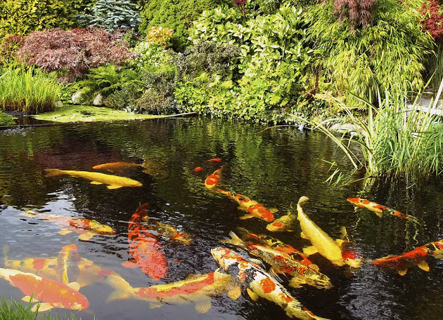 Phần lớn các nông trại nuôi cá koi ở Ojiya đều xuất khẩu ra nước ngoài, trong đó có Việt Nam. Ảnh: Hospi.