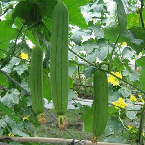 Tháng 4 cũng là thời điểm thích hợp để trồng mướp hương. Lưu ý thường xuyên bón phân, xới đất để cây phát triển khắp giàn, đặc biệt là bón thúc khi cây ra hoa để quả lớn nhanh. Ảnh: Hatgiongf1.