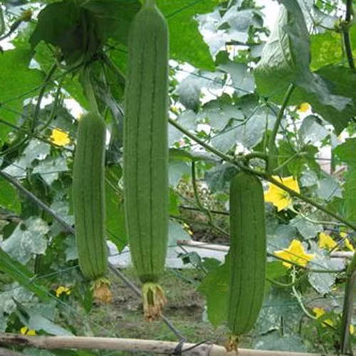 Tháng 4 cũng là thời điểm thích hợp để trồng mướp hương. Lưu ý thường xuyên bón phân, xới đất để cây phát triển khắp giàn, đặc biệt là bón thúc khi cây ra hoa để quả lớn nhanh. Ảnh: Hatgiongf1.