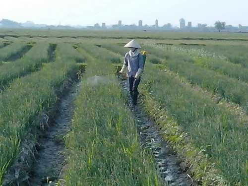 Những tiếng cười nói rôm rả vang khắp cánh đồng. Ảnh: Haiduong.