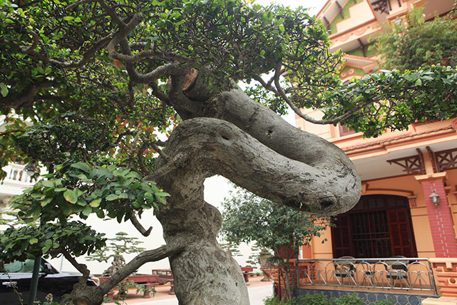 Thân cây nhỏ dần từ gốc lên ngọn, bông tán mọc hài hòa. Ảnh: Dân Việt.