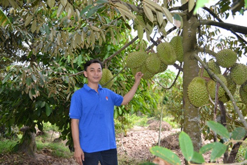 Theo nhiều lão nông địa phương, cây sầu riêng có mặt đầu tiên tại xã Ngũ Hiệp từ những năm 1970. Ảnh: Baoapbac.