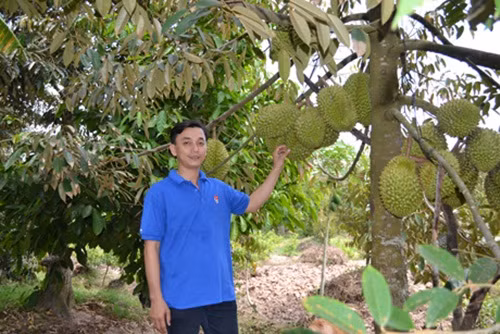 Theo nhiều lão nông địa phương, cây sầu riêng có mặt đầu tiên tại xã Ngũ Hiệp từ những năm 1970. Ảnh: Baoapbac.