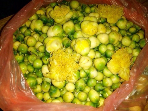 Sau công đoạn hấp, người làm tách cánh hoa thủ công bằng tay để hoa khô và dễ sấy.