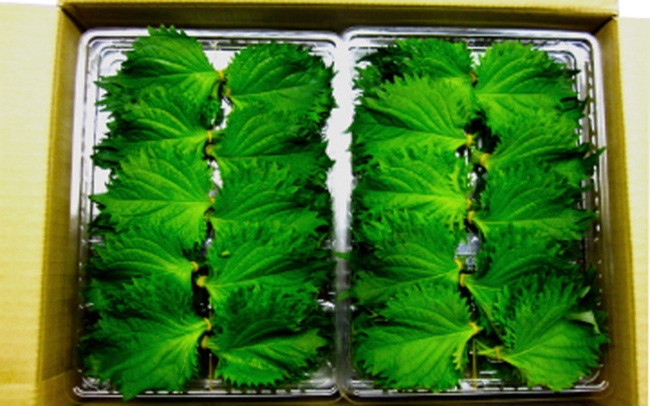 Lá tía tô ở Việt Nam có giá 1.000 - 2.000 đồng/mớ nhưng ở Nhật bán theo lá với giá 500-700 đồng/lá. Ảnh: Internet.