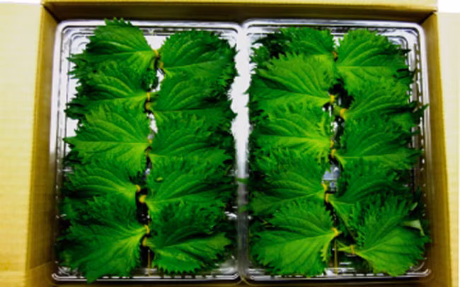 Lá tía tô ở Việt Nam có giá 1.000 - 2.000 đồng/mớ nhưng ở Nhật bán theo lá với giá 500-700 đồng/lá. Ảnh: Internet.