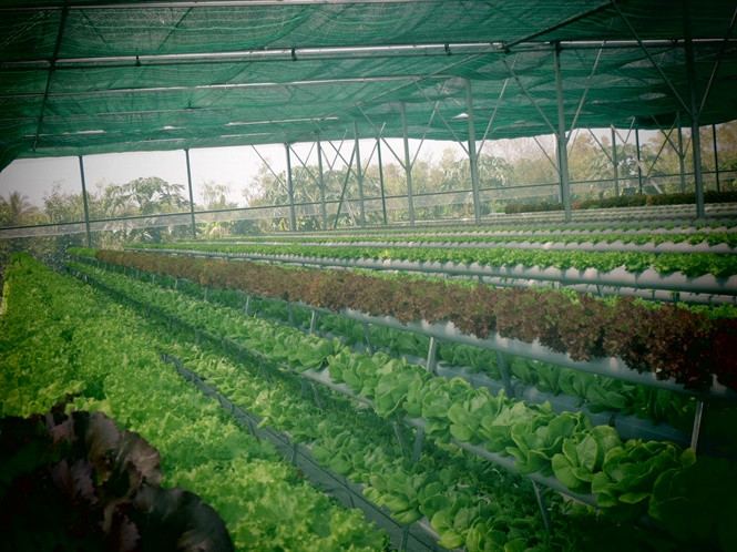 Vườn rau của anh Khôi trồng 5 loại rau xanh, giống từ Nhật và Hà Lan. Mỗi vụ khoảng 45 ngày. Ảnh: Nongnghiep.