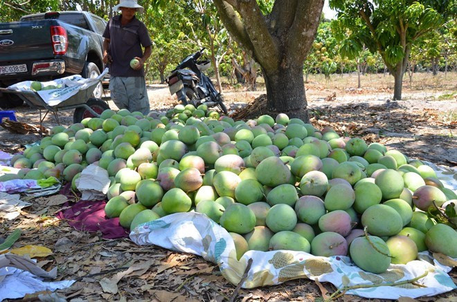 Những trái xoài được hái từng quả rồi tập trung về một chỗ trước khi đóng thùng chuyển đi. Ảnh: LĐO.
