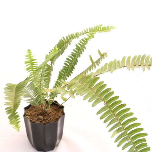 Dù không có hoa nhưng dương xỉ vẫn được yêu thích bởi dáng lá kép mọc thành từng cụm. Ảnh: Printest.