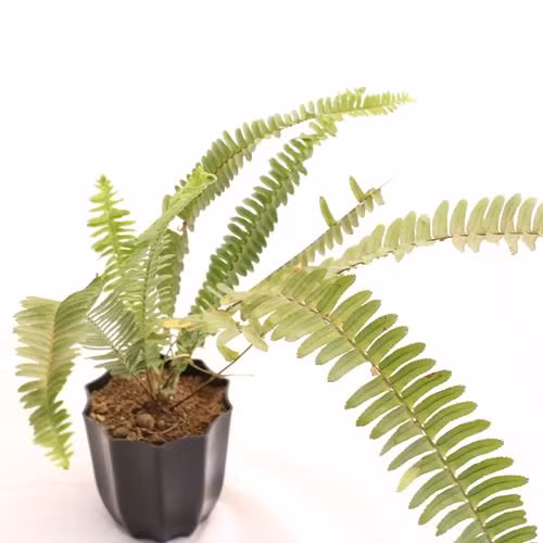 Dù không có hoa nhưng dương xỉ vẫn được yêu thích bởi dáng lá kép mọc thành từng cụm. Ảnh: Printest.