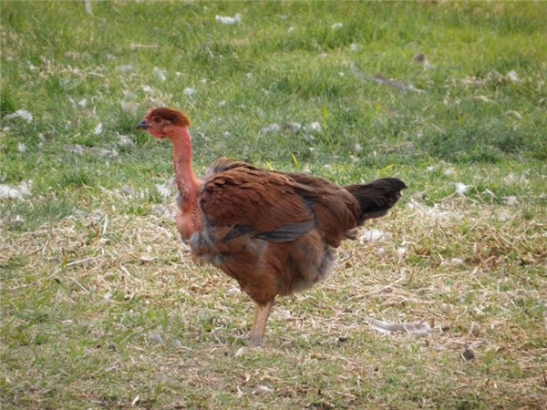 Gà cổ rắn trưởng thành có trọng lượng trung bình từ 3-3,9kg. Ảnh: Thethaovanhoa.