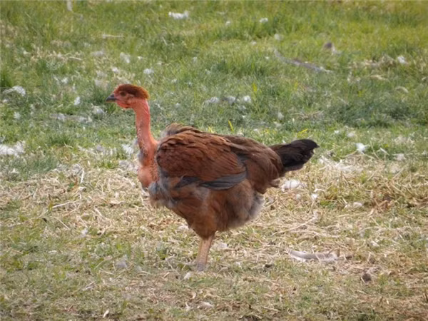 Gà cổ rắn trưởng thành có trọng lượng trung bình từ 3-3,9kg. Ảnh: Thethaovanhoa.