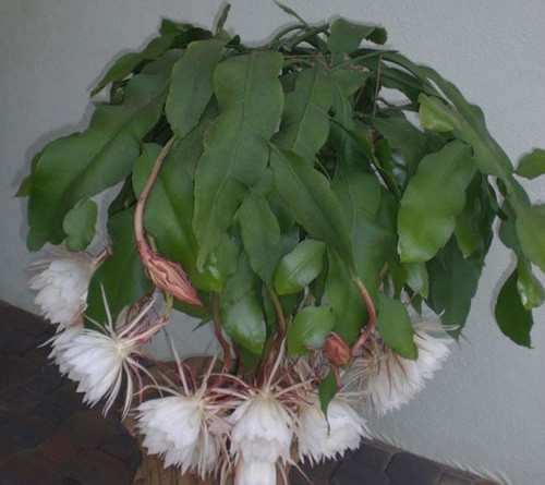 Hoa dạ quỳnh chỉ nở trong một đêm, sáng hôm sau hoa đã tàn. Ảnh: Hoala.