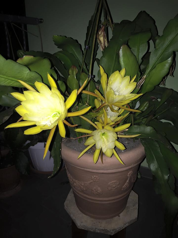 Mỗi năm, quỳnh vàng nở rộ hai mùa hoa. Ảnh: Khám phá.